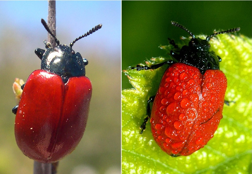 Fiammeggianti e focosi - Chrysolina lutea